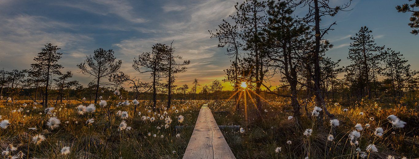 The Canon Get Inspired header image, showing a wooden walkway through flowering fields at dawn.